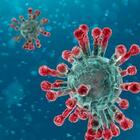 Coronavirus, per il vaccino individuato negli anticorpi umani un gene cruciale