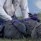 Donna uccisa e divorata da un alligatore che aveva attaccato il suo cane. La tragedia davanti ad un'amica