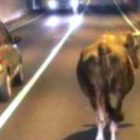 Mucca scappa dal mercato del bestiame e blocca per un'ora l'autostrada