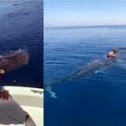 Cavalca lo squalo balena e posta il video sui social. La denuncia delle associazioni: «Episodio grave»