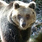 Trovata e uccisa: abbattuta l'orsa KJ2, aveva aggredito un uomo