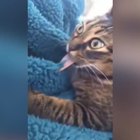 Il gatto lecca la coperta, la lingua resta incollata: il video virale