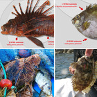 Dal pesce coniglio scuro allo scorpione, attenzione a queste 4 specie letali per l’uomo nei mari italiani. La biologa: «Se li vedete segnalateceli»