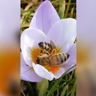 La meravigliosa impollinazione delle api in primissimo piano: uno spettacolo della natura