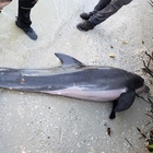 immagine Marea rossa in Florida fa strage di delfini: 178 esemplari morti, allarme ambiente