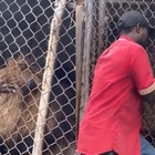 Custode infila le mani nella gabbia del leone