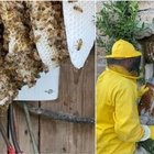 Roma, apre il contatore e viene aggredito da uno sciame di 60mila api: anziano fugge e si ripara nell’auto. L’esperto: «Situazione tra le più pericolose»