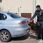 I cani dell'antidroga scovano le dosi nascoste in auto: sotto chiave eroina, cocaina e hashish