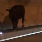 Mucche in fuga in autostrada, bloccato un tunnel in Svizzera