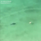 Lo squalo segue una bagnante nelle acque di Panama City Beach: il video da brividi
