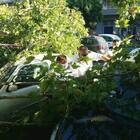 Ostia, grosso ramo cade sopra 5 auto: i cittadini avevano denunciato il rischio poco tempo fa
