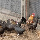 Tivoli, focolaio di aviaria trovato nel pollame