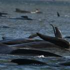 Strage di balene in Tasmania: centinaia gli esemplari spiaggiati. Corsa contro il tempo per salvarli