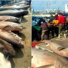 Strage di squali nel Mediterraneo: l'emergenza coronavirus non ferma la pesca