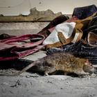 La peste bubbonica torna a far paura: boom di topi e pulci, allarme epidemia a Los Angeles