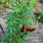 immagine Monti Lattari, distrutte 238 piante di cannabis indica in località Piano