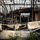 Strage di scimmie allo zoo di Krefeld: l'incendio scatenato da una lanterna cinese
