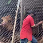 Il custode dello zoo stuzzica un leone: lui gli stacca un dito davanti ai turisti VIDEO