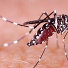 Dengue, in Lombardia si registrano 108 casi: 40 autoctoni del lodigiano