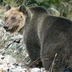 In Trentino si rivede "Papillon": l'orso M49 esce dal letargo e distrugge un'arnia per prendere il miele