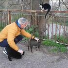 Roma, Volontari cercasi per salvare i gatti dalla strada  