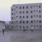 Pet therapy a Bollate: cani dietro le sbarre aiutano i detenuti