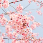 Fioriture dei ciliegi 2024: è tempo dello spettacolo dei sakura