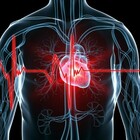 Salute, scoperto il primo atlante del cuore umano: una mappa per studiare e curare le malattie cardiache