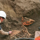 Ostia, lo scheletro di un cavallo scoperto in pieno centro: il ritrovamento durante i lavori alla rete elettrica