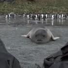 La foca incuriosita si avvicina ad un uomo