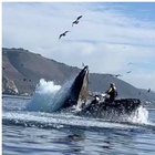Balena inghiotte due donne, il racconto choc: «Pensavo ci avrebbe portato a fondo, ecco come ci siamo salvate»