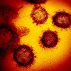 Coronavirus, il caldo può uccidere il virus?