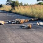 Sudafrica in quarantena, i leoni si prendono la strada