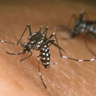 Dengue, epidemia in Argentina