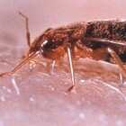 Cimici da letto, in Italia aumentano i casi: quanto sono pericolosi e come eliminare gli insetti