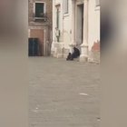 Mendicante picchia il cane. «Se sta male impietosisce di più i passanti». Video choc a Venezia