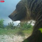 Orso bruno “sorridente” avvistato sui Monti Sibillini: «In cerca di esemplari femmine per accoppiarsi»