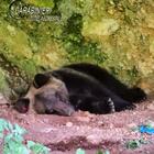Pasteggia con i rifiuti, malore per l'orsetto Juan Carrito