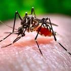 Iss: «Le punture di zanzara non trasmettono il coronavirus»
