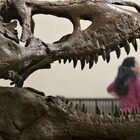 Cina, scoperto un nuovo dinosauro mai catalogato: l'annuncio dei paleontologi