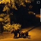 Orsi, la mamma e 4 cuccioli in fuga dai maschi. Il sindaco: «Non sono giocattoli, multe a chi li filma»
