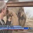 Elefante uccide custode che lo accudiva da 20 anni: tragedia in uno zoo del Missouri