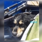 Cane imprigionato in una grotta marina, due surfisti lo salvano. «Stella era scomparsa da 3 mesi»