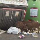 Il video del branco tra i rifiuti
