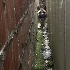 Cane resta bloccato fra due muri: il difficile intervento per salvarlo Foto