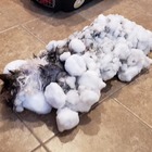 Gattino ritrovato immerso nella neve: coperte e phon per 'scongelarlo'. «Ora sta bene, è un eroe»