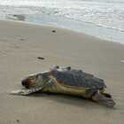 L'appello per salvaguardare la nidificazione delle tartarughe caretta caretta