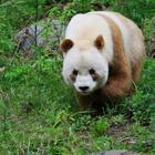 Qizai, l'unico panda marrone esistente al mondo