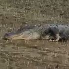 Trova un alligatore nel campo di riso: sorpresa in Arkansas. «Colpa delle inondazioni»