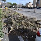 Roma, potature al palo: in città i cimiteri degli alberi crollati da un anno